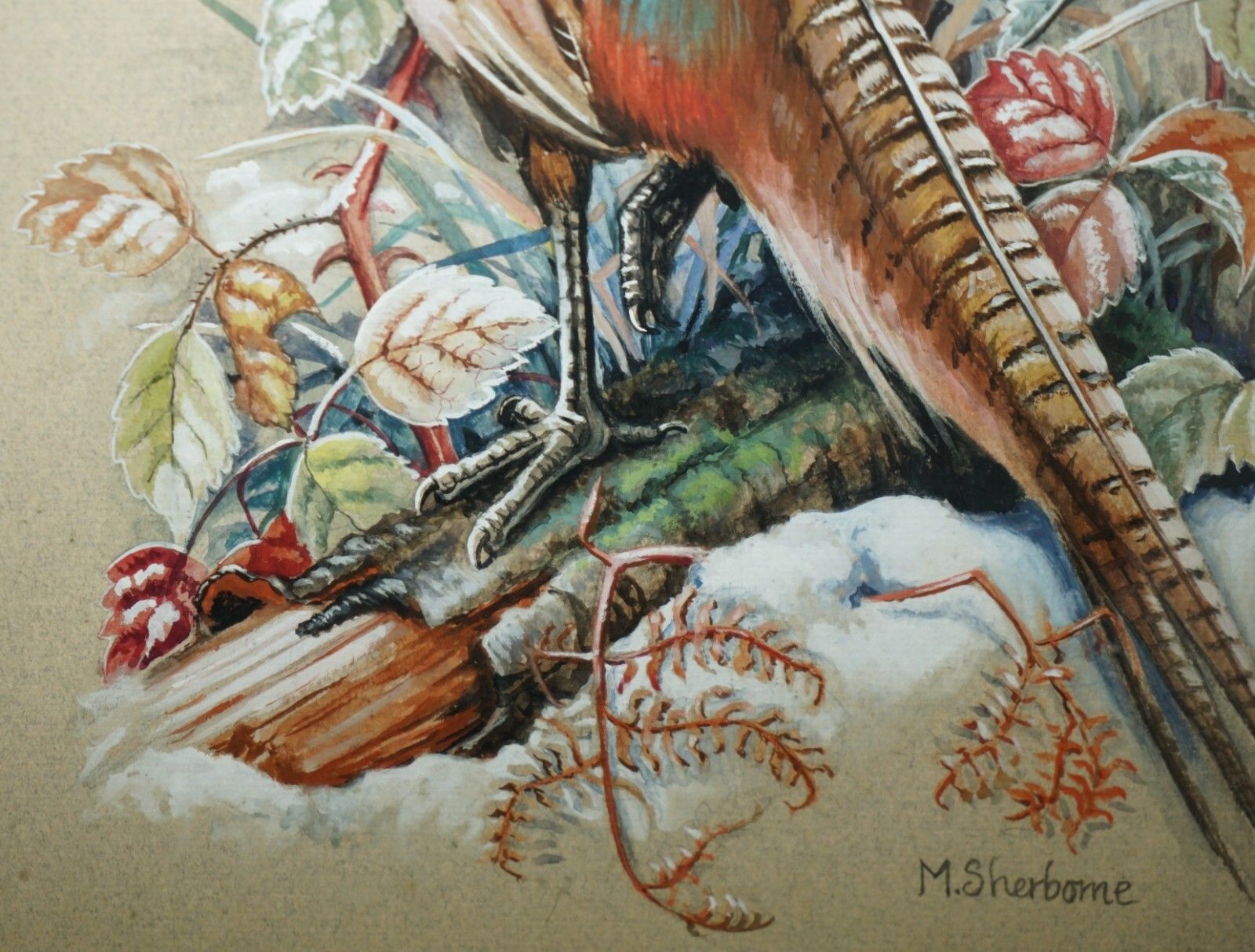Vintage M Shermorne Signed Ornithology Watercolour Painting Of A Pheasant Bird photo vinterior
