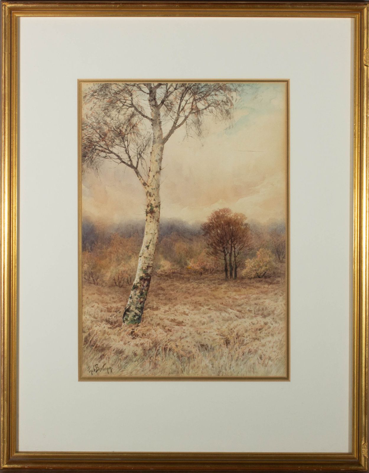 Paul Bertram (1868 1951)   Early 20th Century Watercolour, Silver Birch