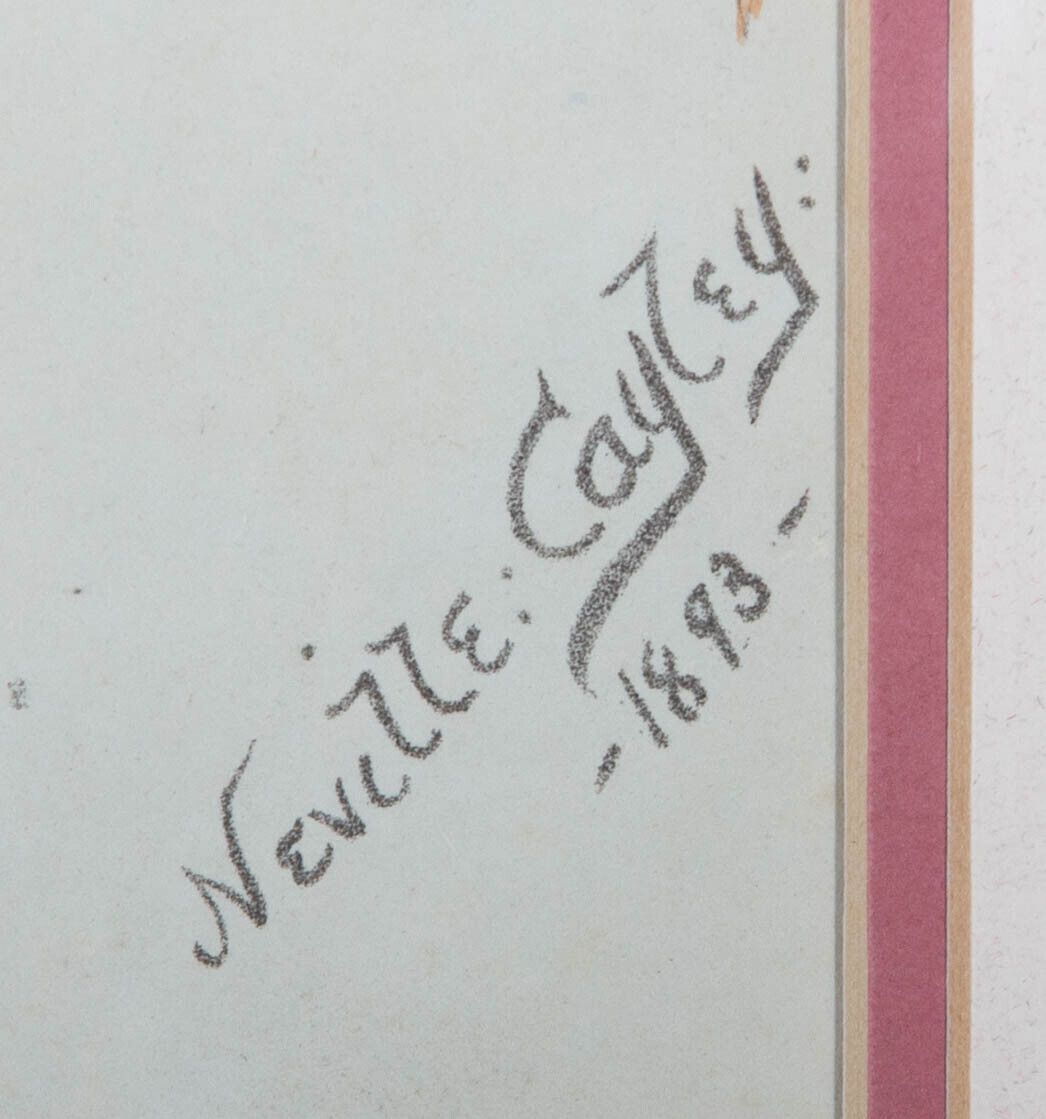 After Neville Henry Cayley (1854 1903)   1893 Lithograph, Kookaburras photo 212.0