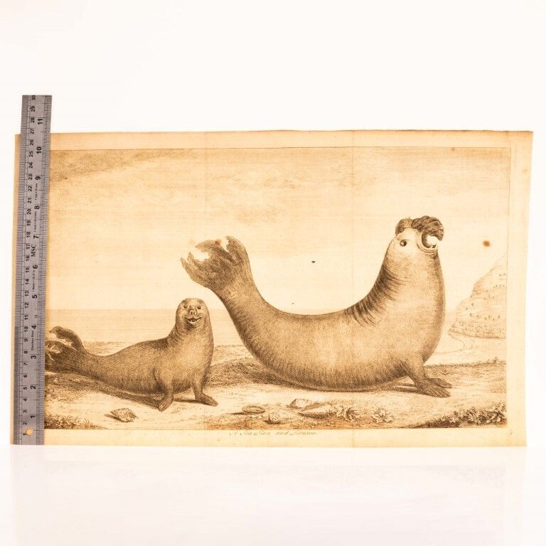 Antique 18th Century Etching Depicting A Male & Female Elephant Seal, As Featured In The Book “A Voyage Around The World” By George Anson photo for sale