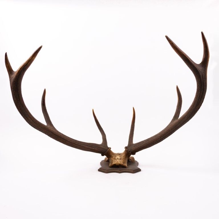Antique Taxidermy Deer Antlers photo furniture