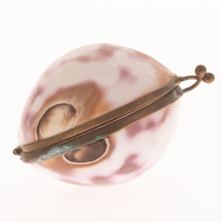 Antique Victorian Cowrie Shell Snuff Trinket Box 19th Century photo for sale