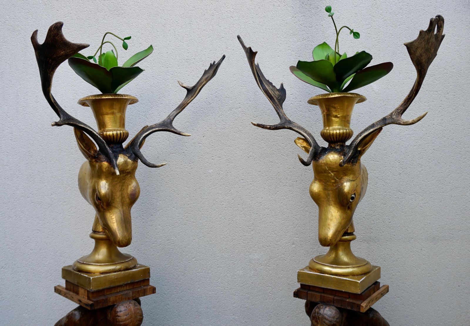 photo furniture Beautiful Pair Of Golden Deer Heads With Antlers And Flower Pots