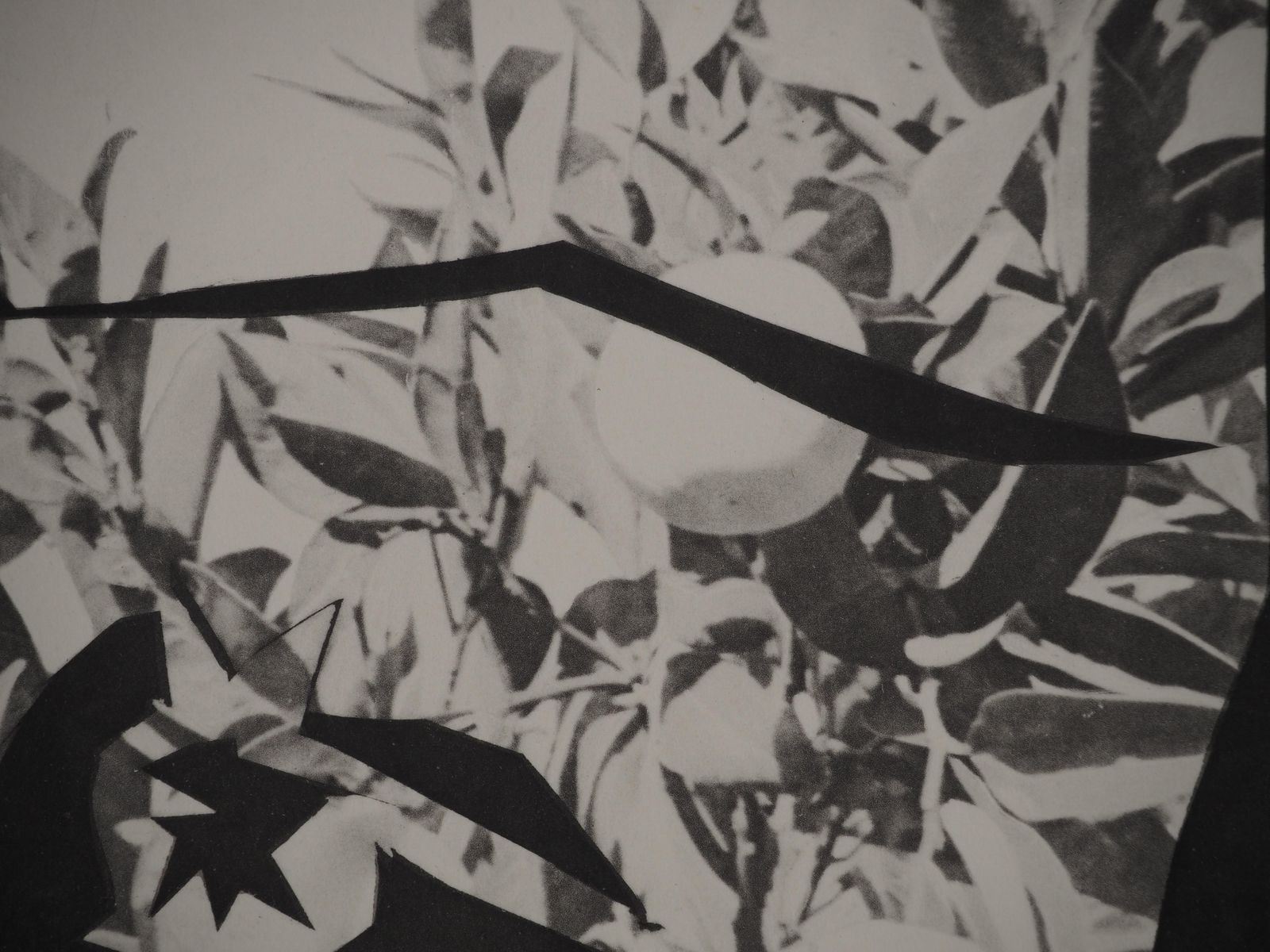 Pablo Picassodiurnes: Woman In A Lemon Tree   Original Collotype And Stencil (Cramer #115)1962 photo 300.0