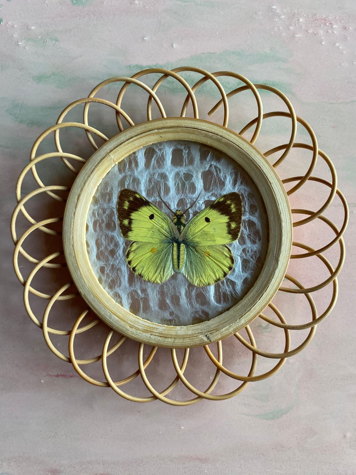 Taxidermy Wall Decoration Collection Of 3 Butterflies, Spain, 1950s photo for sale