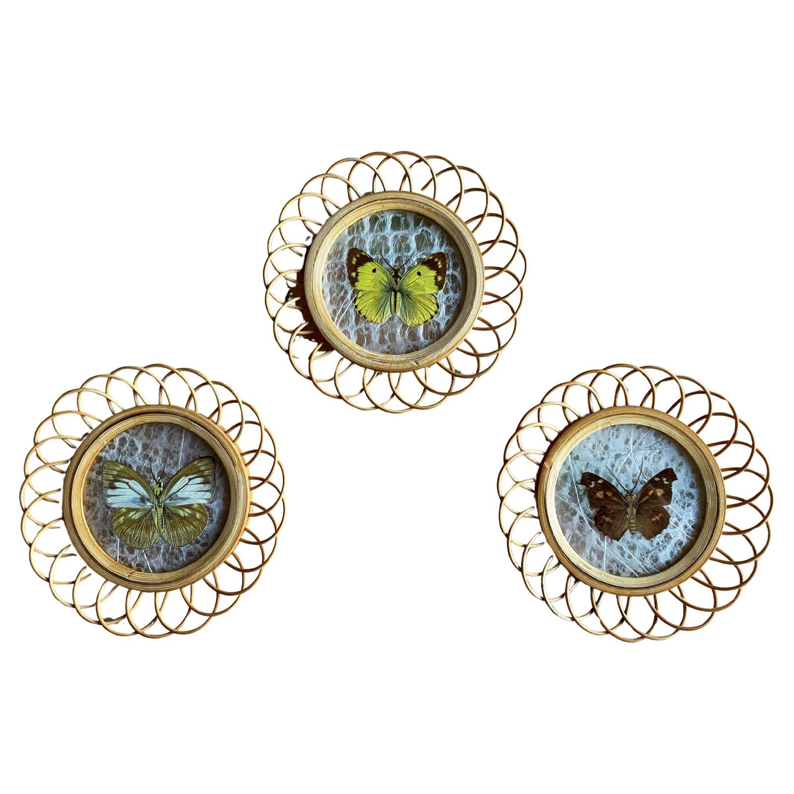 photo for sale Taxidermy Wall Decoration Collection Of 3 Butterflies, Spain, 1950s