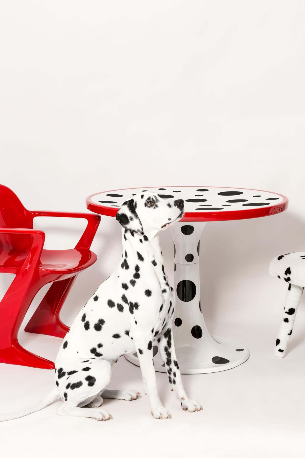 Mid Century Hand Tufting Cruella Dalmatian Wool, Rajmund Halas Chair, 1960s photo furniture