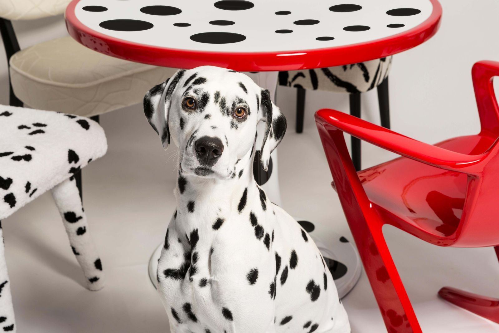 Mid Century And New Mixed Cruella Dalmatian Set Table And 5 Chairs, Europe, 1968 photo Furniture