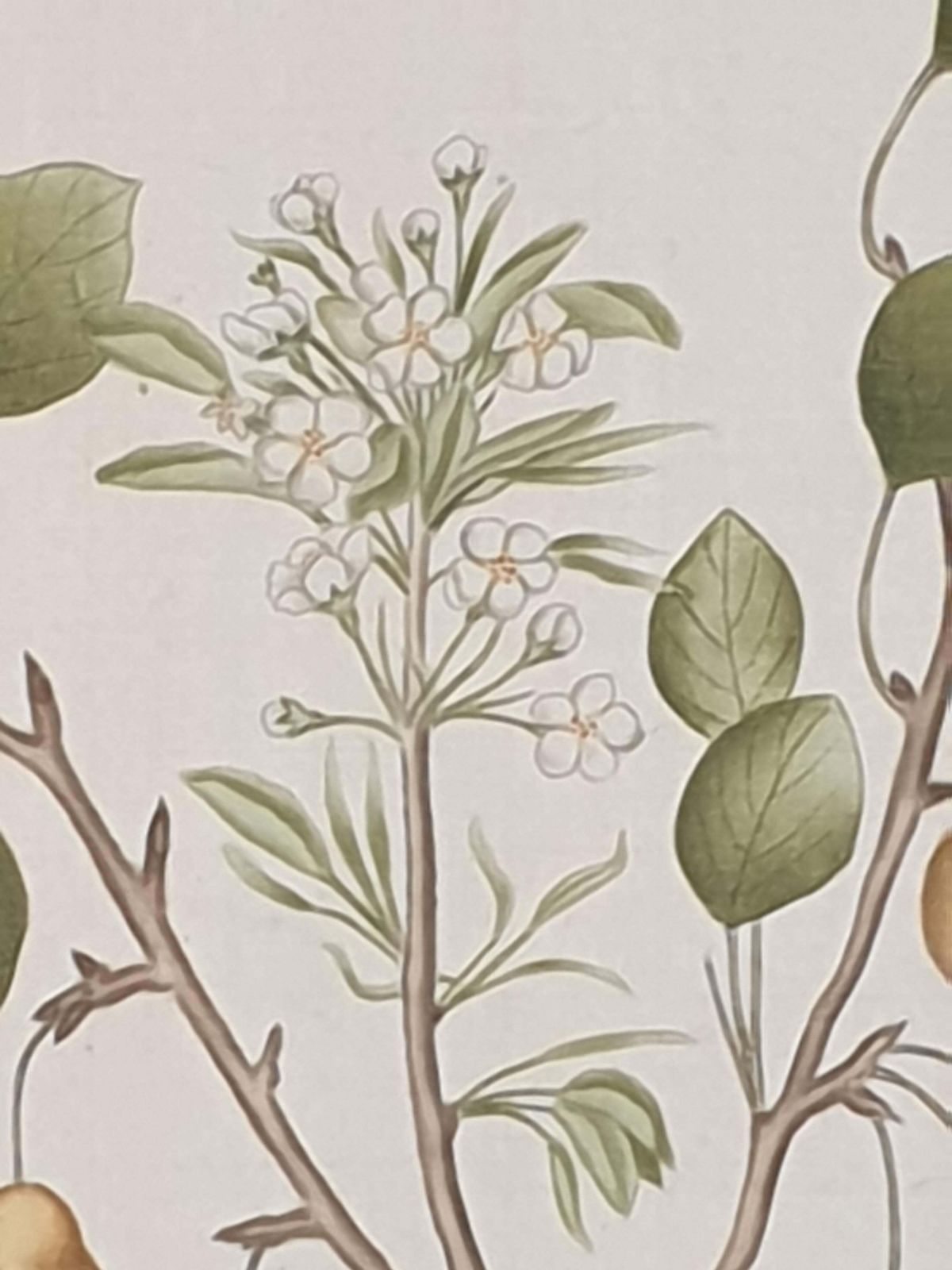 photo vinterior Set Of Four Botanical Watercolours Of Fruiting Plants On Silk, Laid On Handmade Paper, By La Roche Laffitte