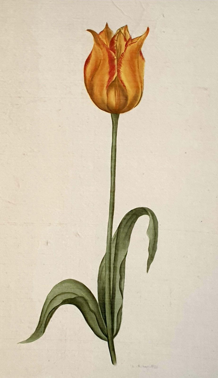Botanical Studies, Watercolours On Silk On Handmade Paper, Set Of Three Tulips By La Roche Laffitte photo vintage