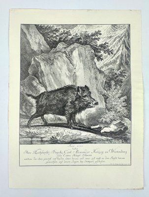 Johann Elias Ridinger, Wild Boar, Etching, 18th Century