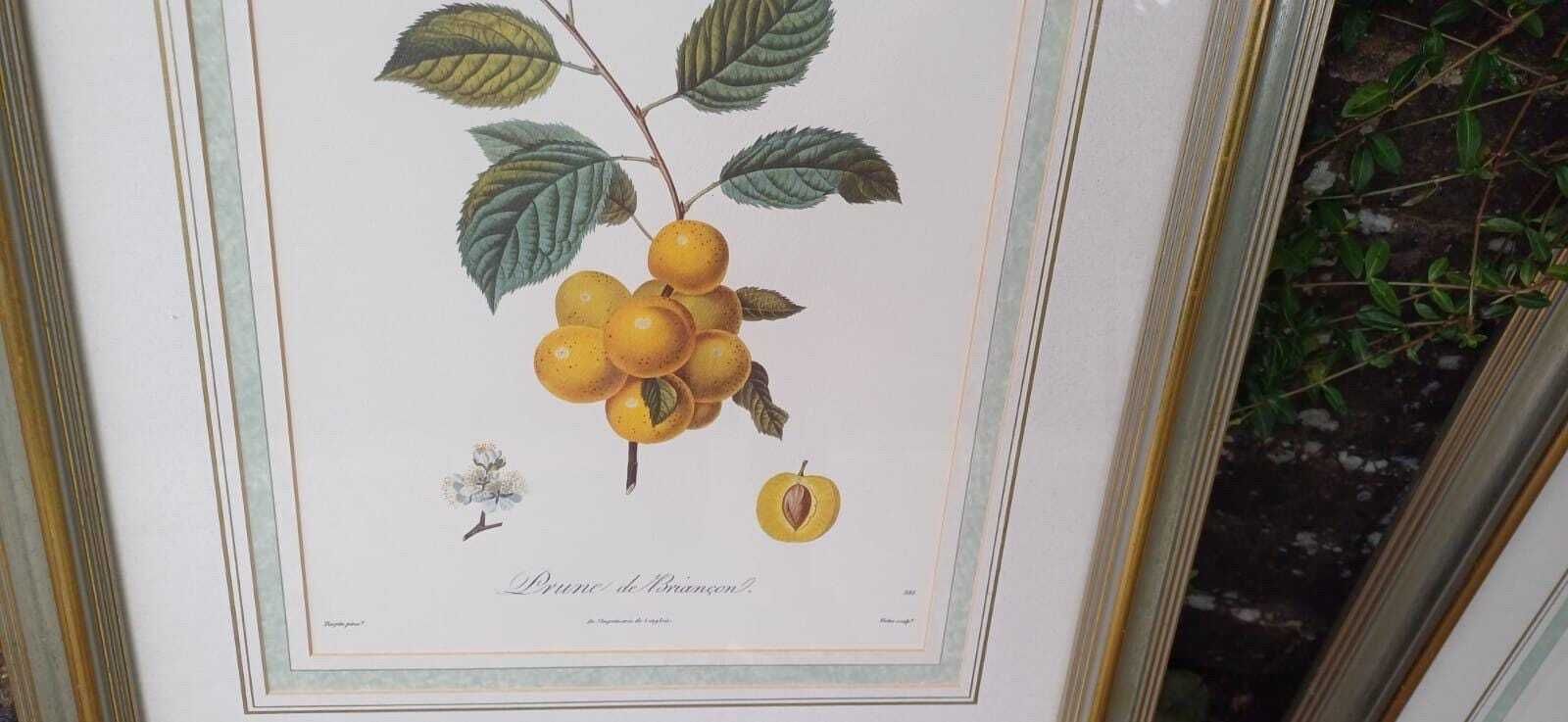 Three Large Vintage Prints In Vintage Silver Frames Of Fruit   Prunes And Pairs   Yellow, Oranges, Green   Framed Fruit Prints (43cm X 48cm) photo Art