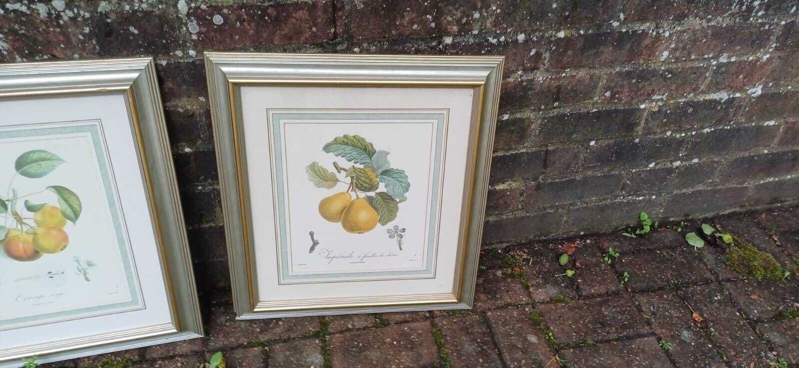Three Large Vintage Prints In Vintage Silver Frames Of Fruit   Prunes And Pairs   Yellow, Oranges, Green   Framed Fruit Prints (43cm X 48cm) photo 88.0