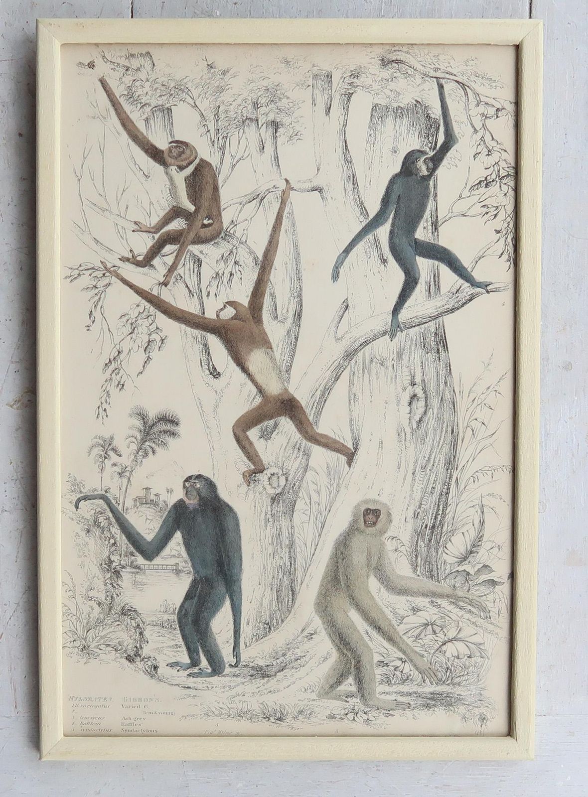 Set Of 10 Original Antique Monkey Prints In Cream Painted Frames, 1830s photo furniture
