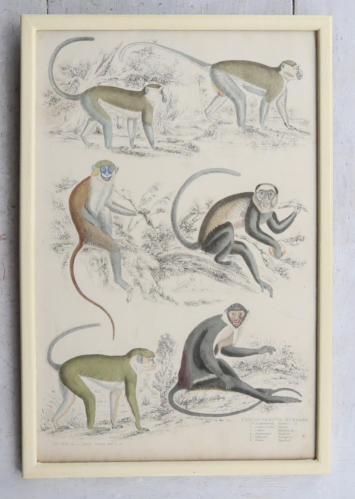 Set Of 10 Original Antique Monkey Prints In Cream Painted Frames, 1830s photo Art