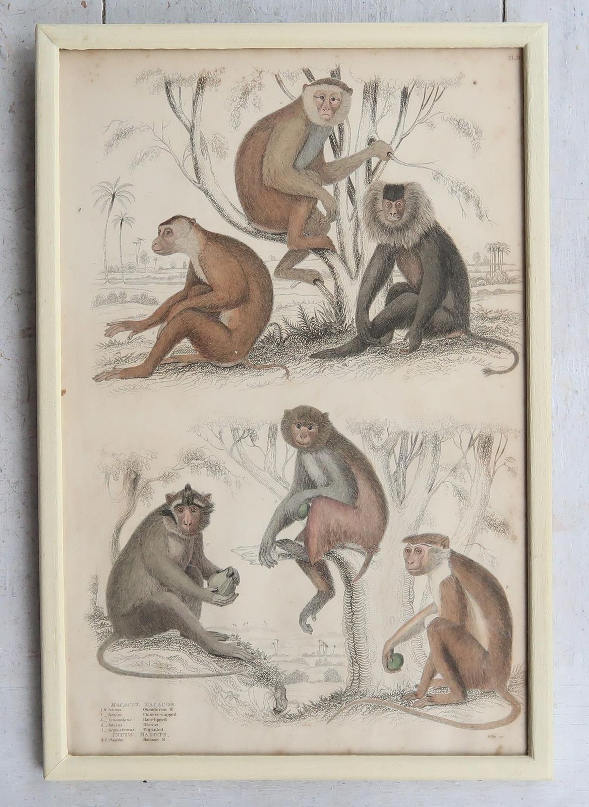 Set Of 10 Original Antique Monkey Prints In Cream Painted Frames, 1830s photo vintage