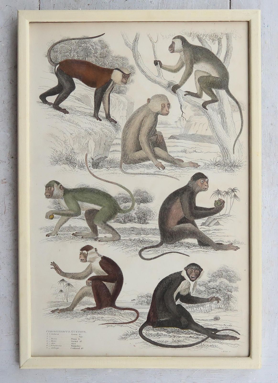photo furniture Set Of 10 Original Antique Monkey Prints In Cream Painted Frames, 1830s