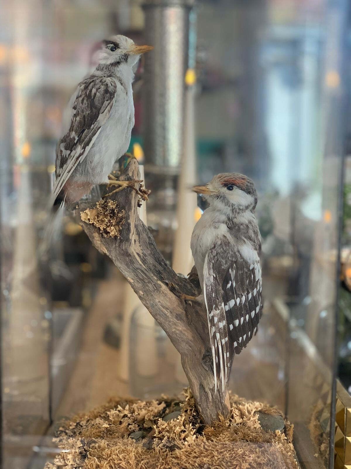 Pair Of Great Spotted Woodpeckers – Taxidermy In Glass Display Case photo furniture