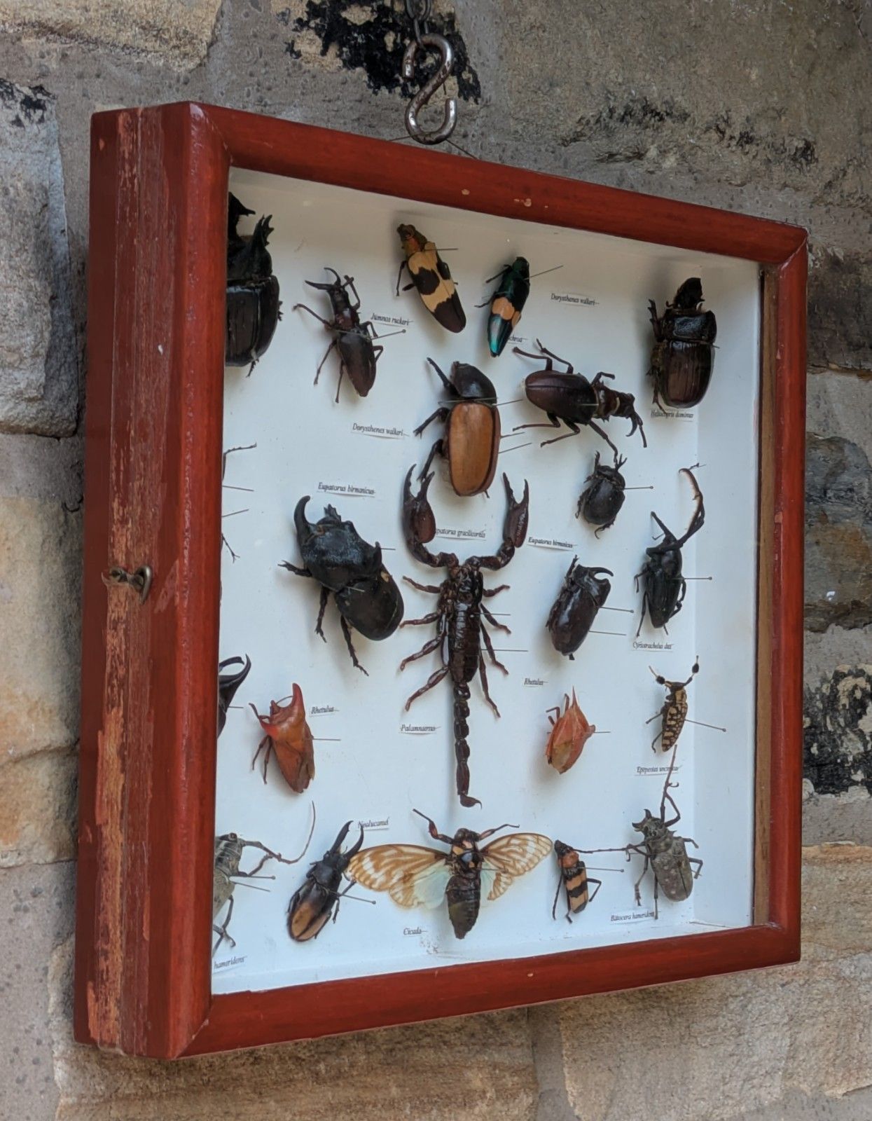 Antique Case Of Beetle Specimen Entomology photo furniture