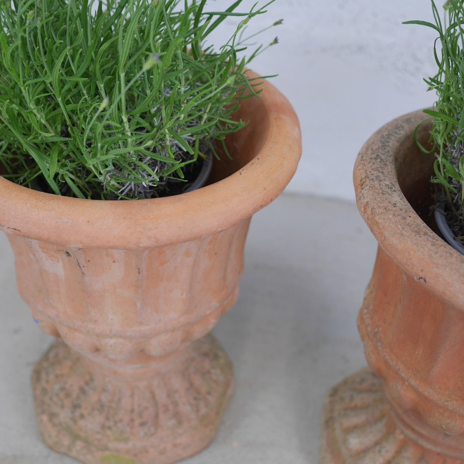 Pair Weathered Terracotta Garden Urn Tazza Planter Antique Style #102925 photo buy