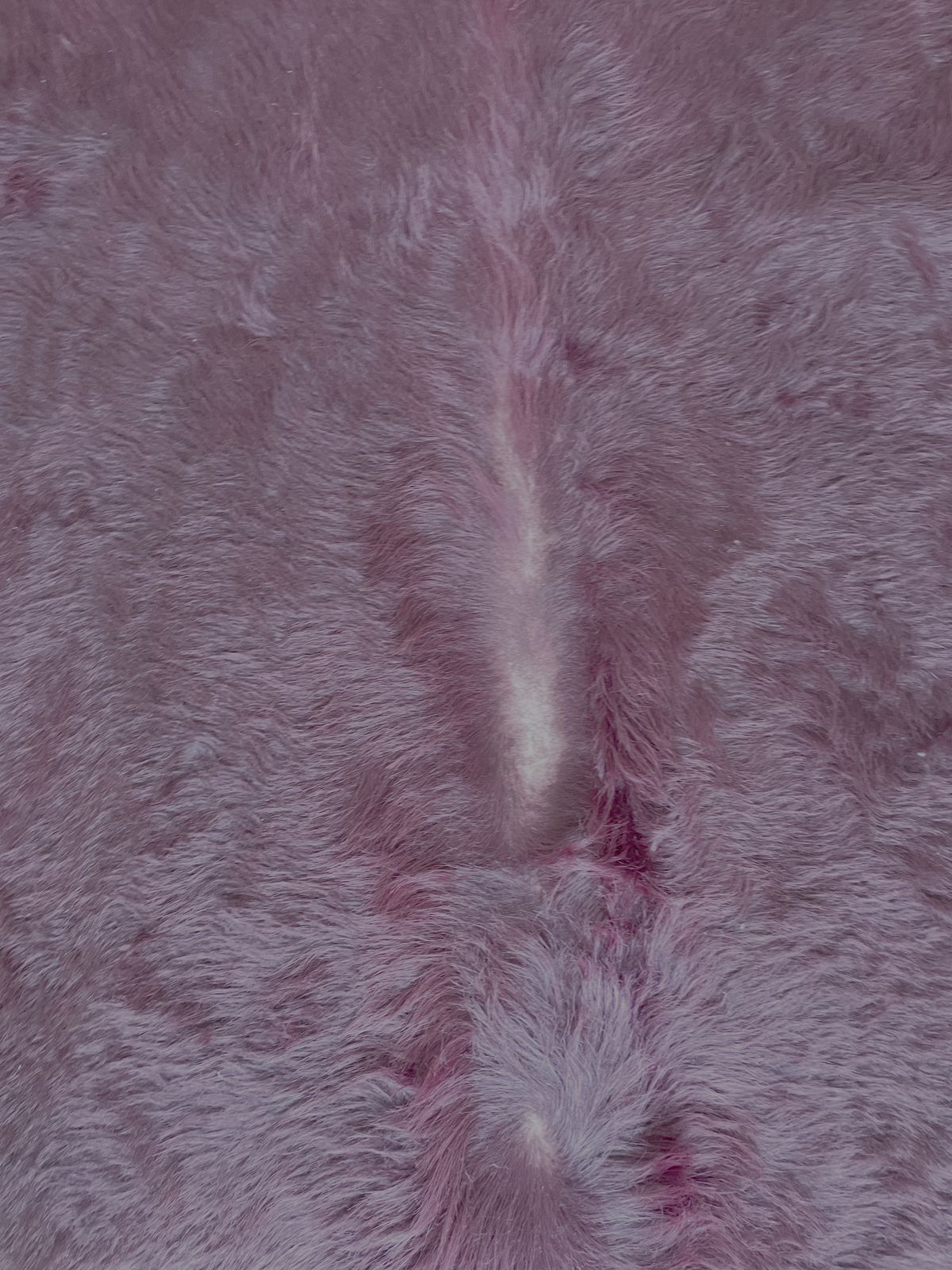 Huge Amazing Retro Style Purple Cow Hide Rug photo 300.0