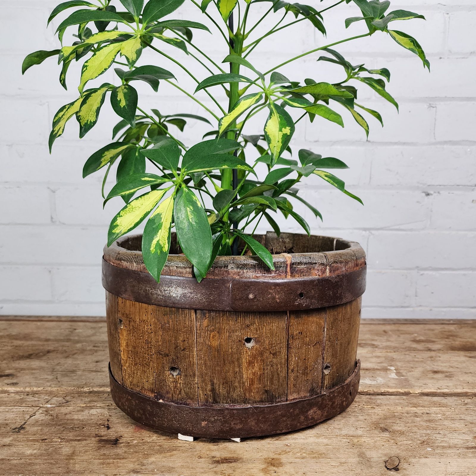 19th Century Oak Quarter Bushel (Peck) Measure. photo for sale