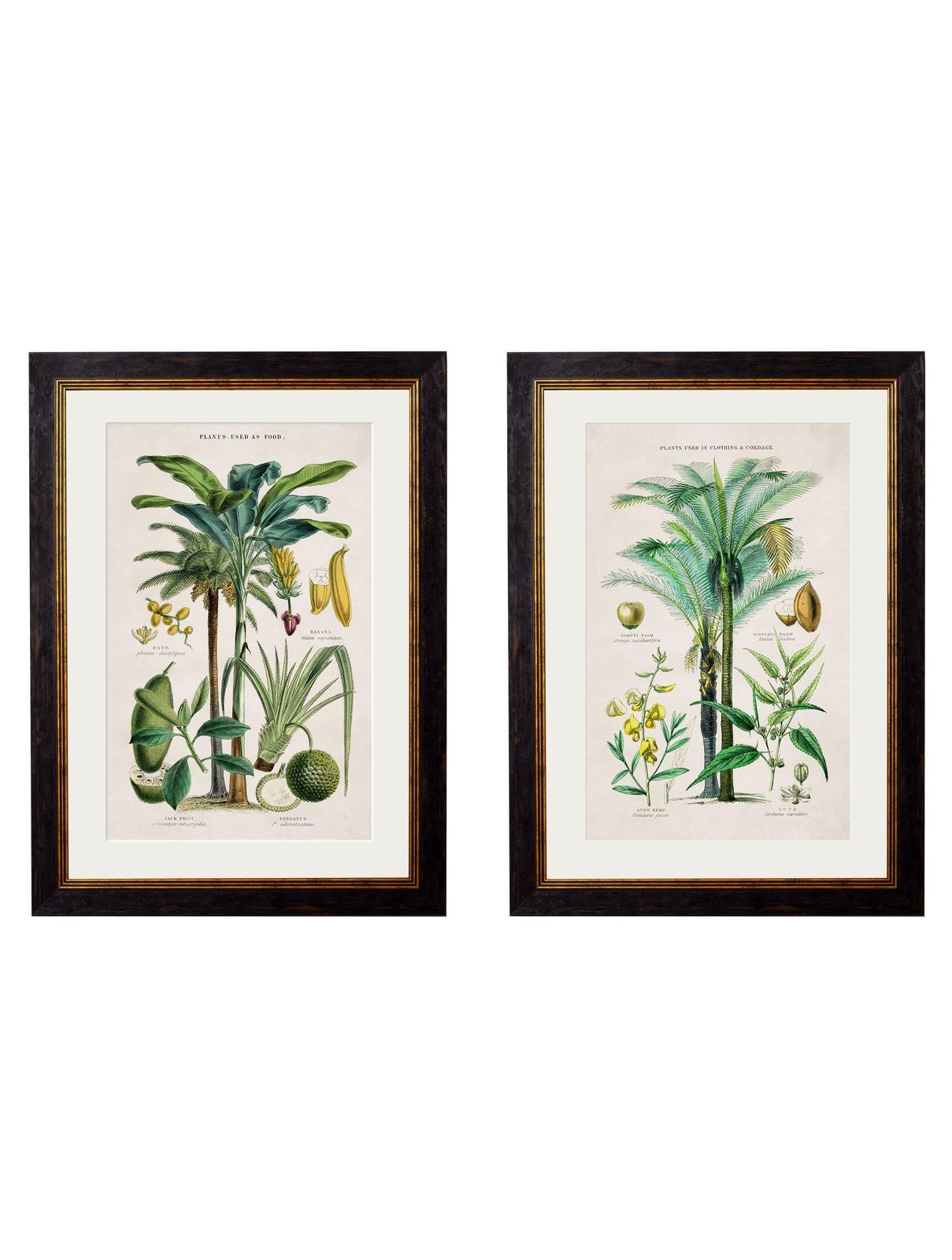 Set 0f Two Tropical Plants Framed Prints From 19thc Originals photo furniture