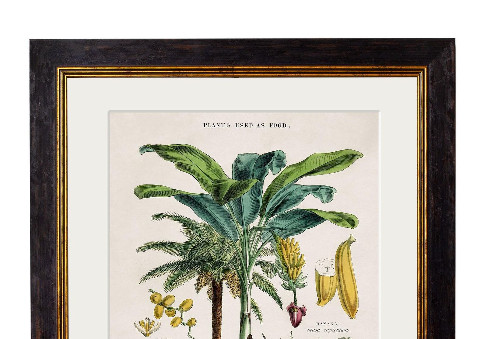 Set 0f Two Tropical Plants Framed Prints From 19thc Originals photo Art