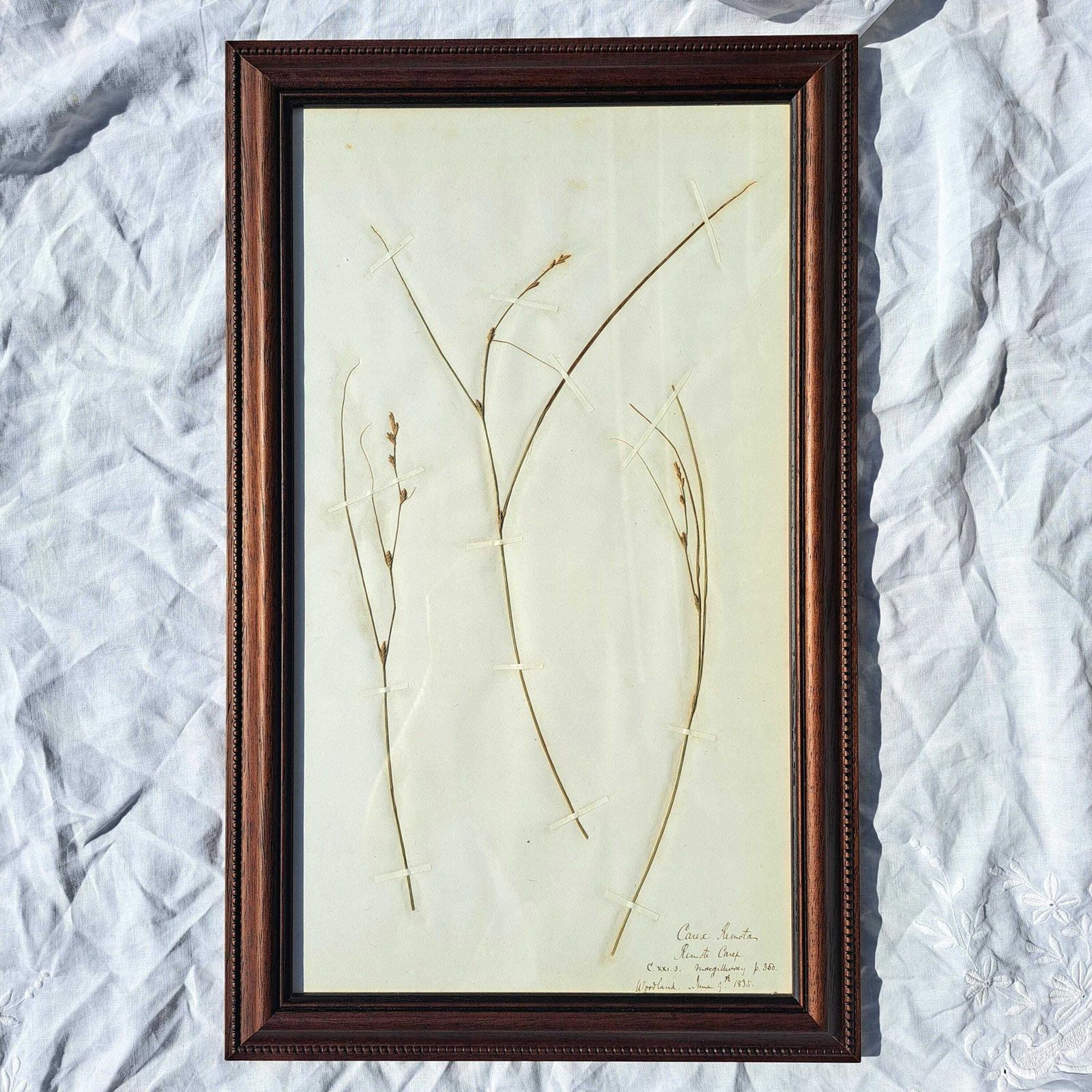 Antique Herbarium | Sedge Species | Custom Wooden Frame | Victorian | Rare | Botanical Art