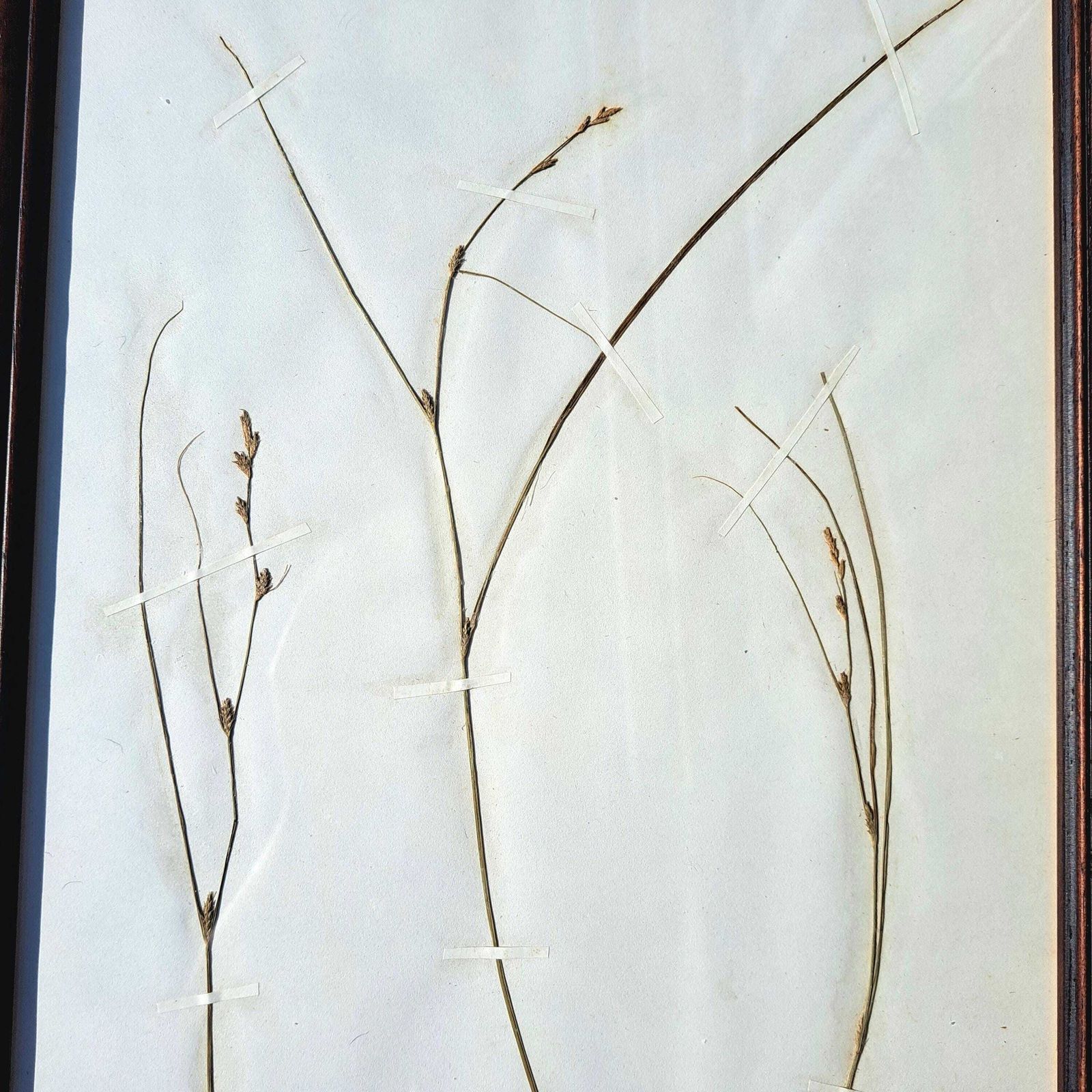 Antique Herbarium | Sedge Species | Custom Wooden Frame | Victorian | Rare | Botanical Art photo for sale