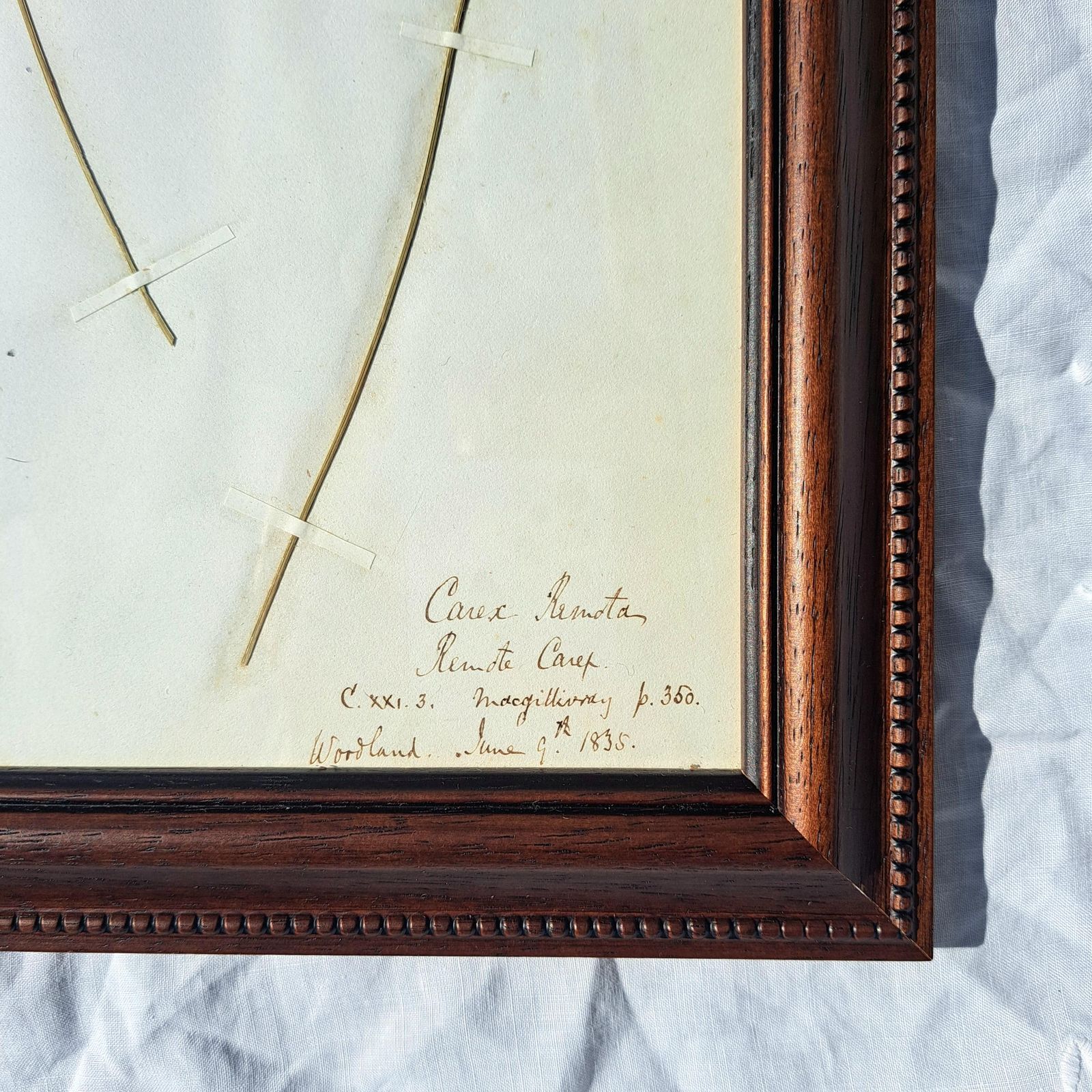 Antique Herbarium | Sedge Species | Custom Wooden Frame | Victorian | Rare | Botanical Art photo Art