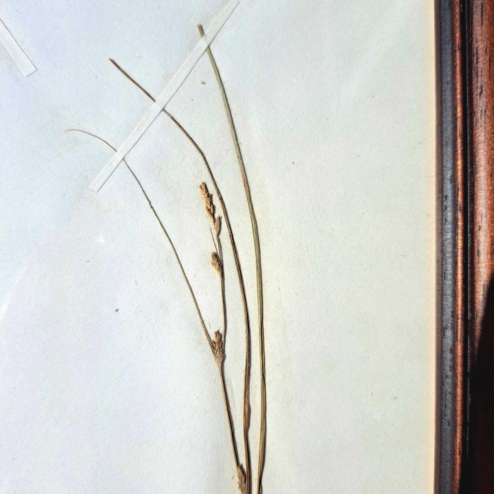 Antique Herbarium | Sedge Species | Custom Wooden Frame | Victorian | Rare | Botanical Art photo 120.0