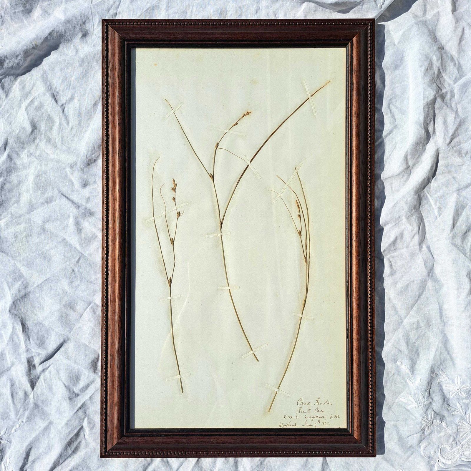 Antique Herbarium | Sedge Species | Custom Wooden Frame | Victorian | Rare | Botanical Art photo vinterior