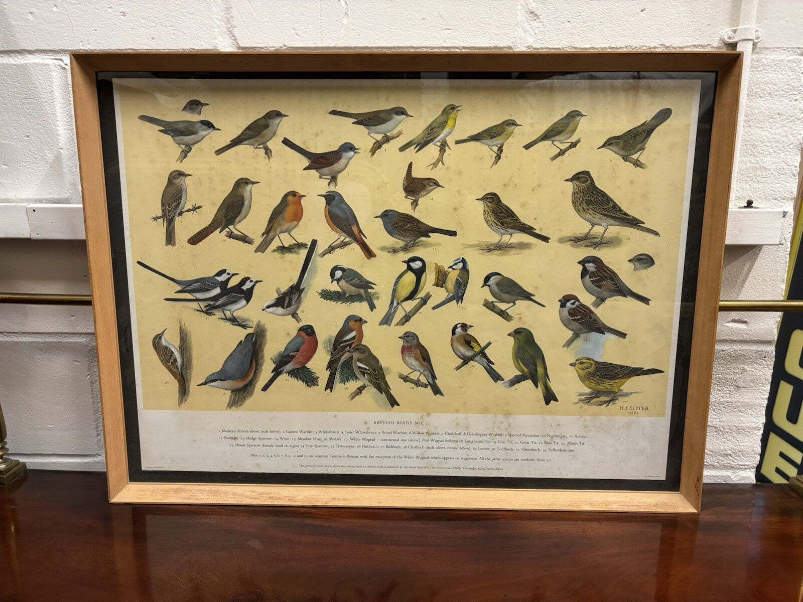 4 Huge 1950's Framed Classroom British Birds Prints. Very Colourful photo furniture
