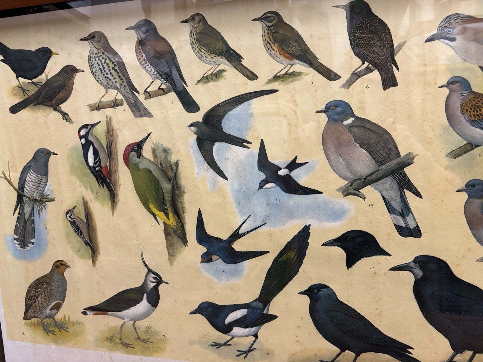 photo furniture 4 Huge 1950's Framed Classroom British Birds Prints. Very Colourful