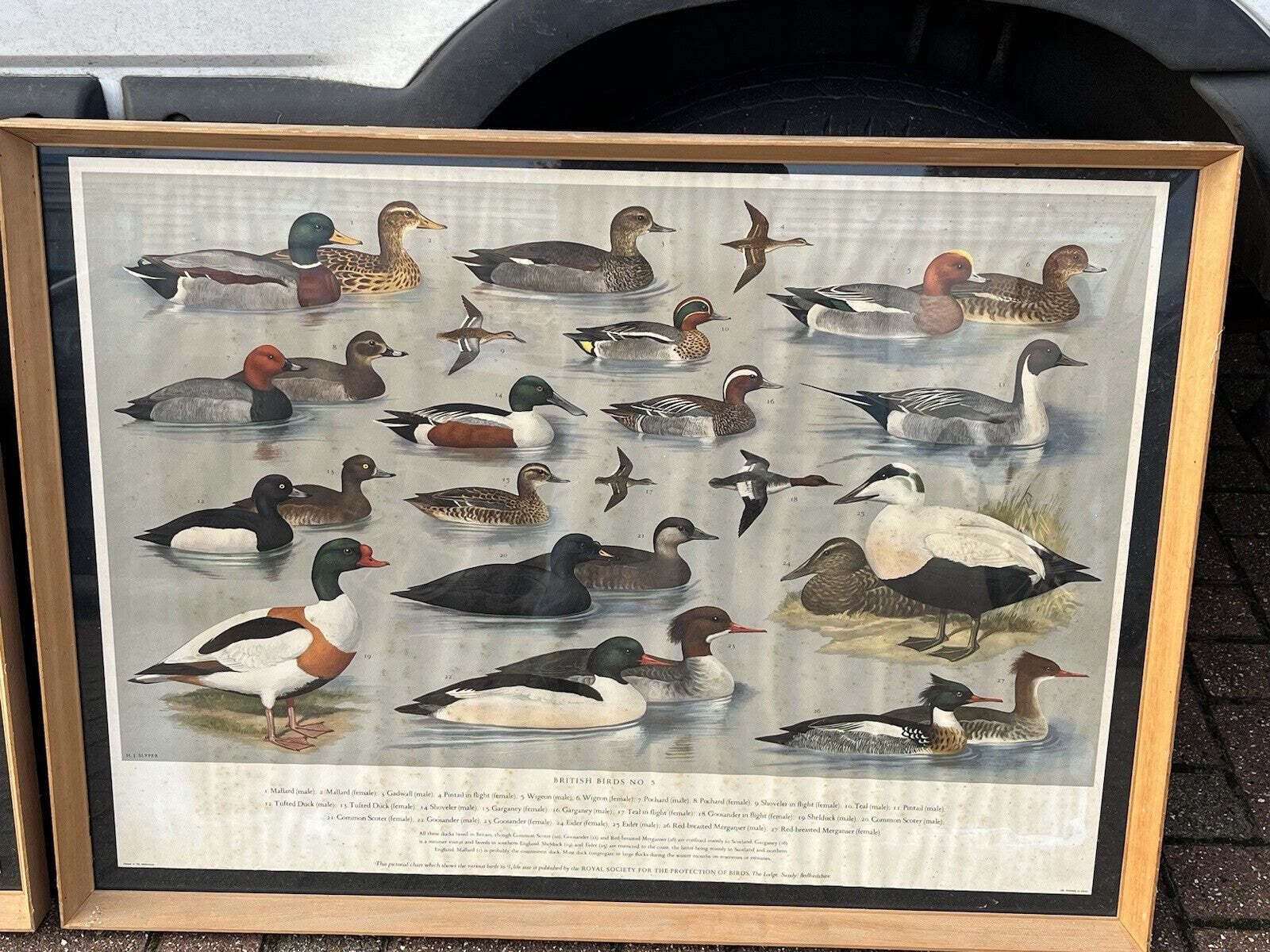 photo vinterior 4 Huge 1950's Framed Classroom British Birds Prints. Very Colourful