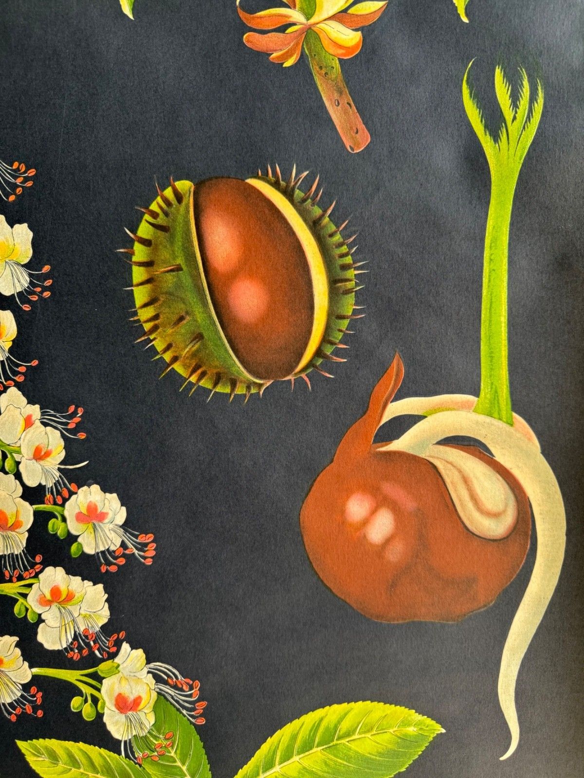 Vintage Horse Chestnut Tree School Chart Jung Koch Quentell Botanical Conkers photo vintage