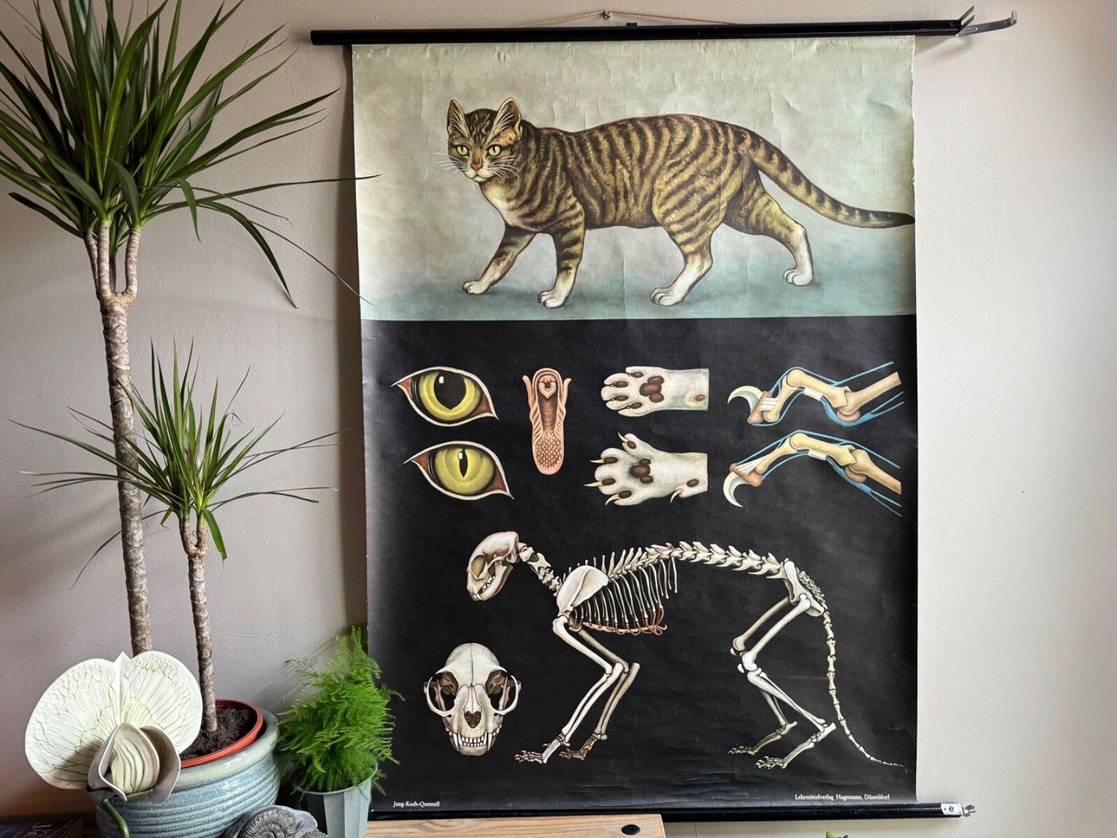 Vintage Roll Down School Chart Of A Domestic Cat By Jung Koch Quentell 1960s/70s photo furniture