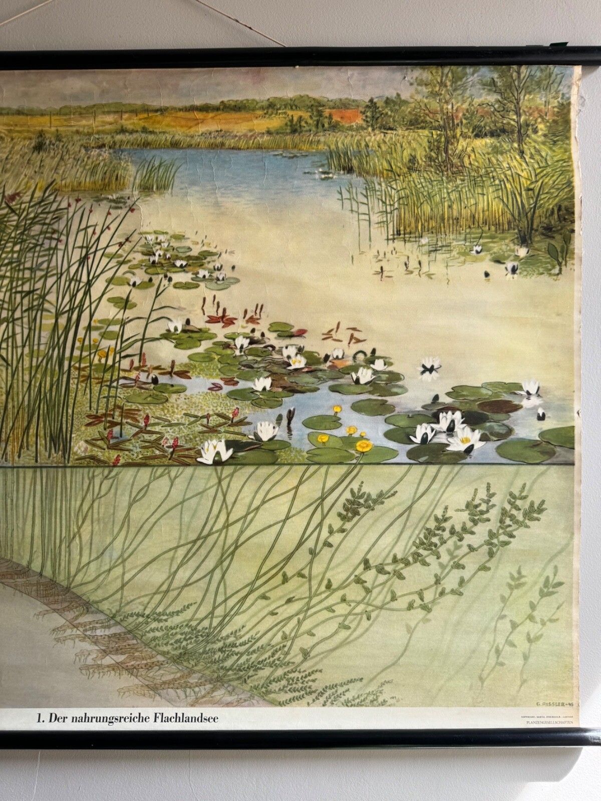 Vintage School Chart Of The Nutrient Rich Inland Lake Botanical Poster Geology photo Art