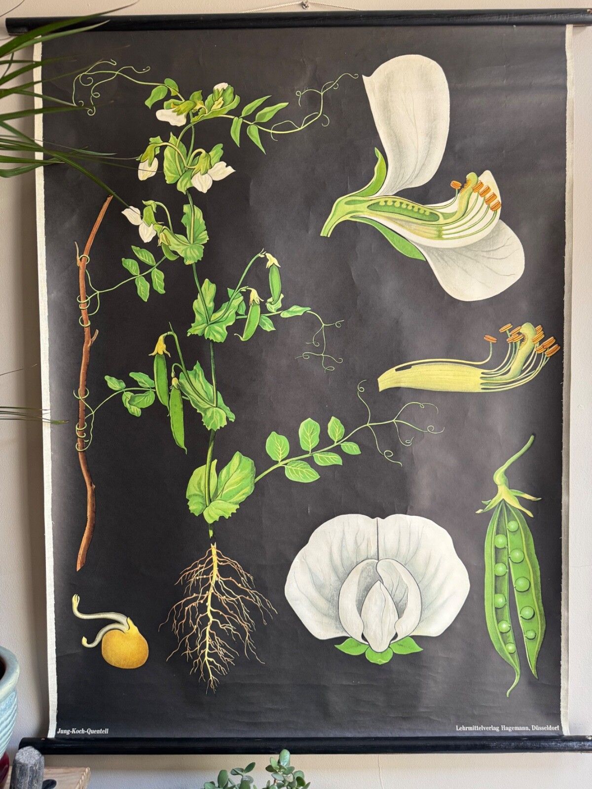 Vintage Educational School Chart Of Pea  By Jung Koch Quentell Botanical Legumes photo furniture