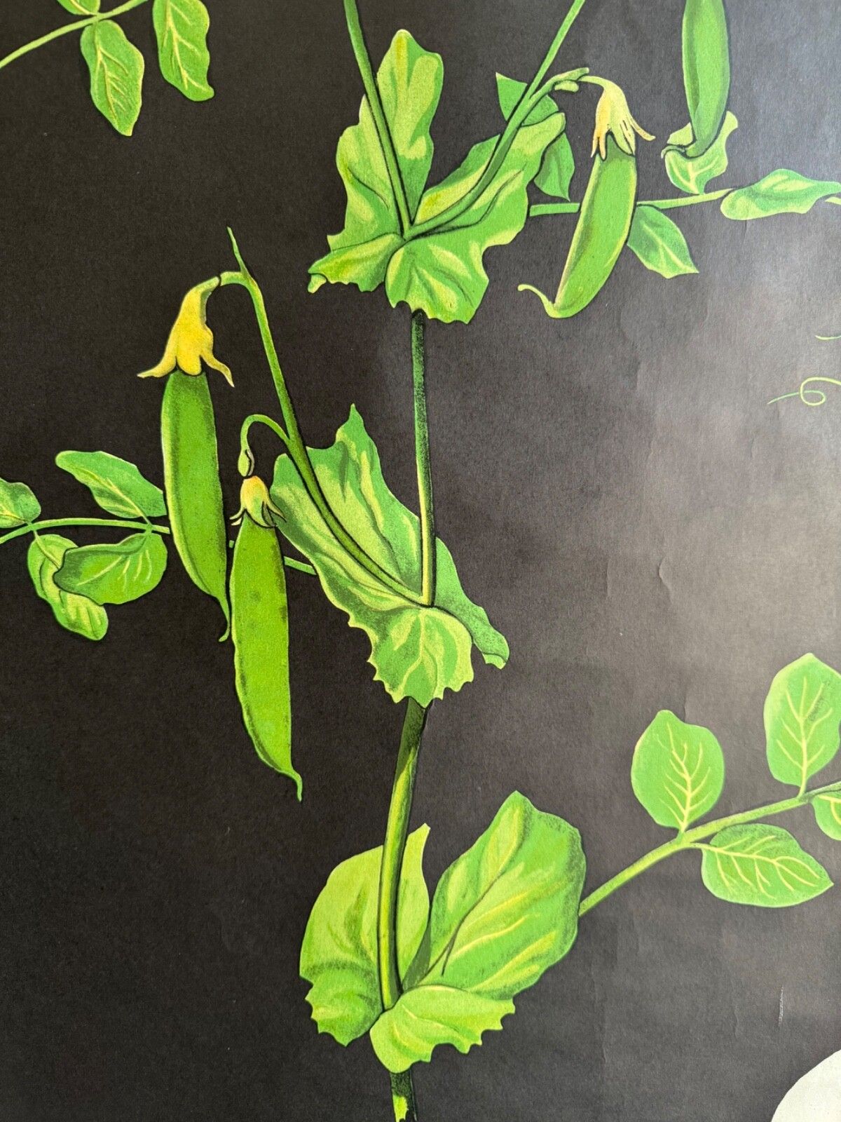 Vintage Educational School Chart Of Pea  By Jung Koch Quentell Botanical Legumes photo buy