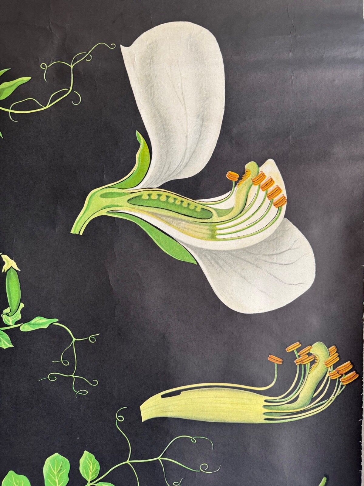 photo furniture Vintage Educational School Chart Of Pea  By Jung Koch Quentell Botanical Legumes