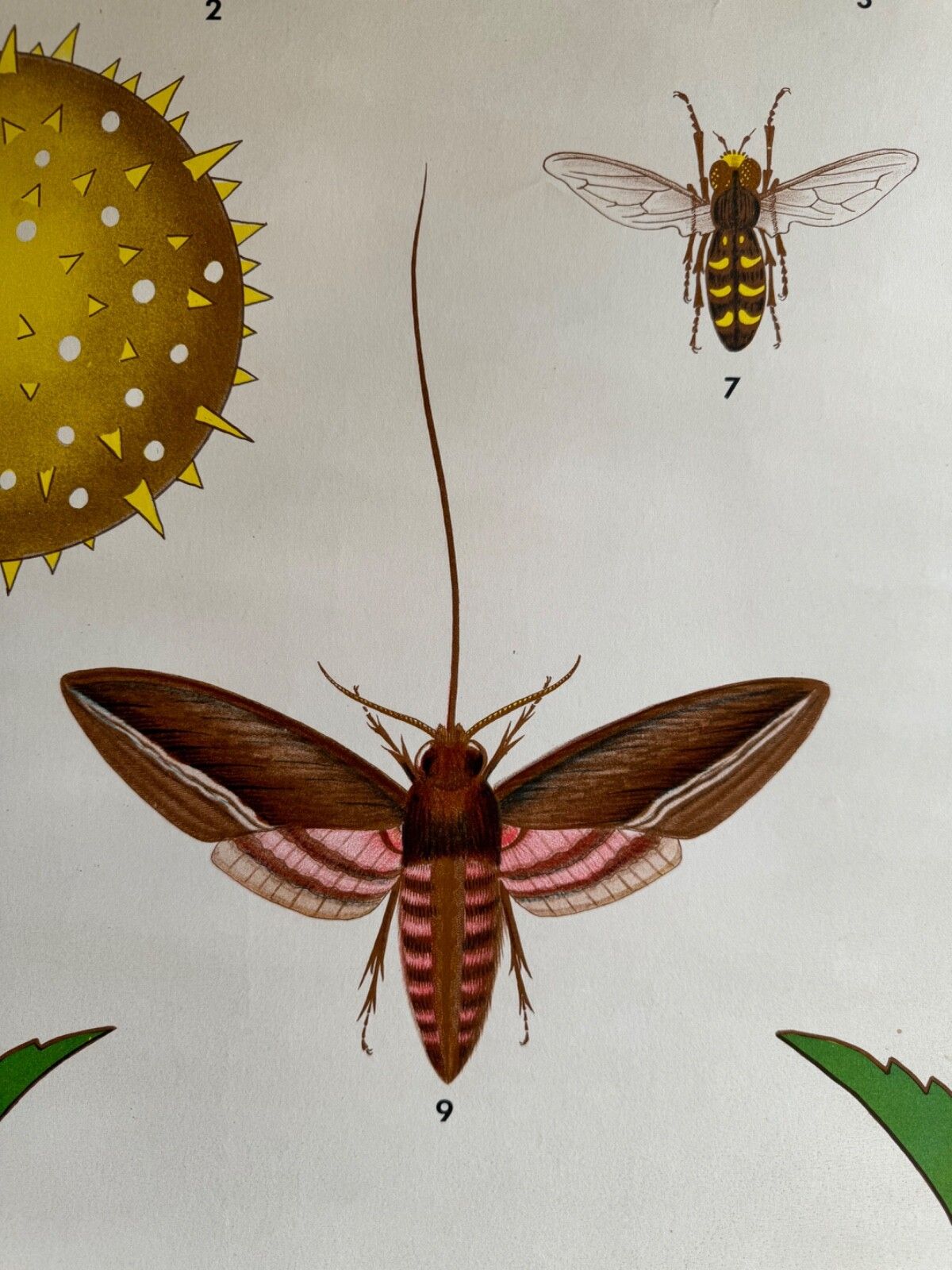Art Vintage Botanical School Chart Of The Life Of Plants Series Pollination photo