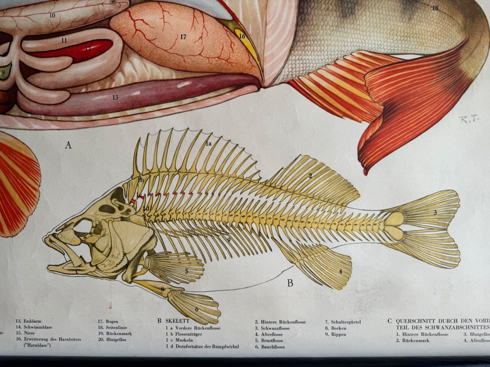 photo vinterior Vintage Swedish School Chart Of Fish Anatomy 1960's Pull Down Wall Chart Perch