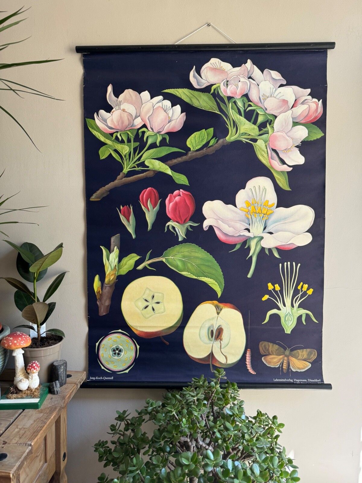 Vintage Educational School Chart Of Apple By Jung Koch Quentell Botanical Fruit