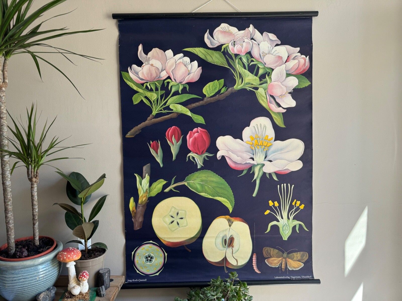 Vintage Educational School Chart Of Apple By Jung Koch Quentell Botanical Fruit photo furniture