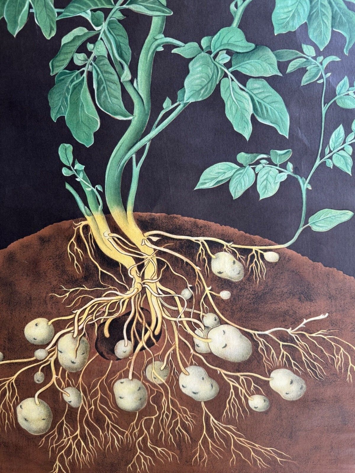 photo vintage Vintage Potato School Chart Jung Koch Quentell Poster Botanical Educational