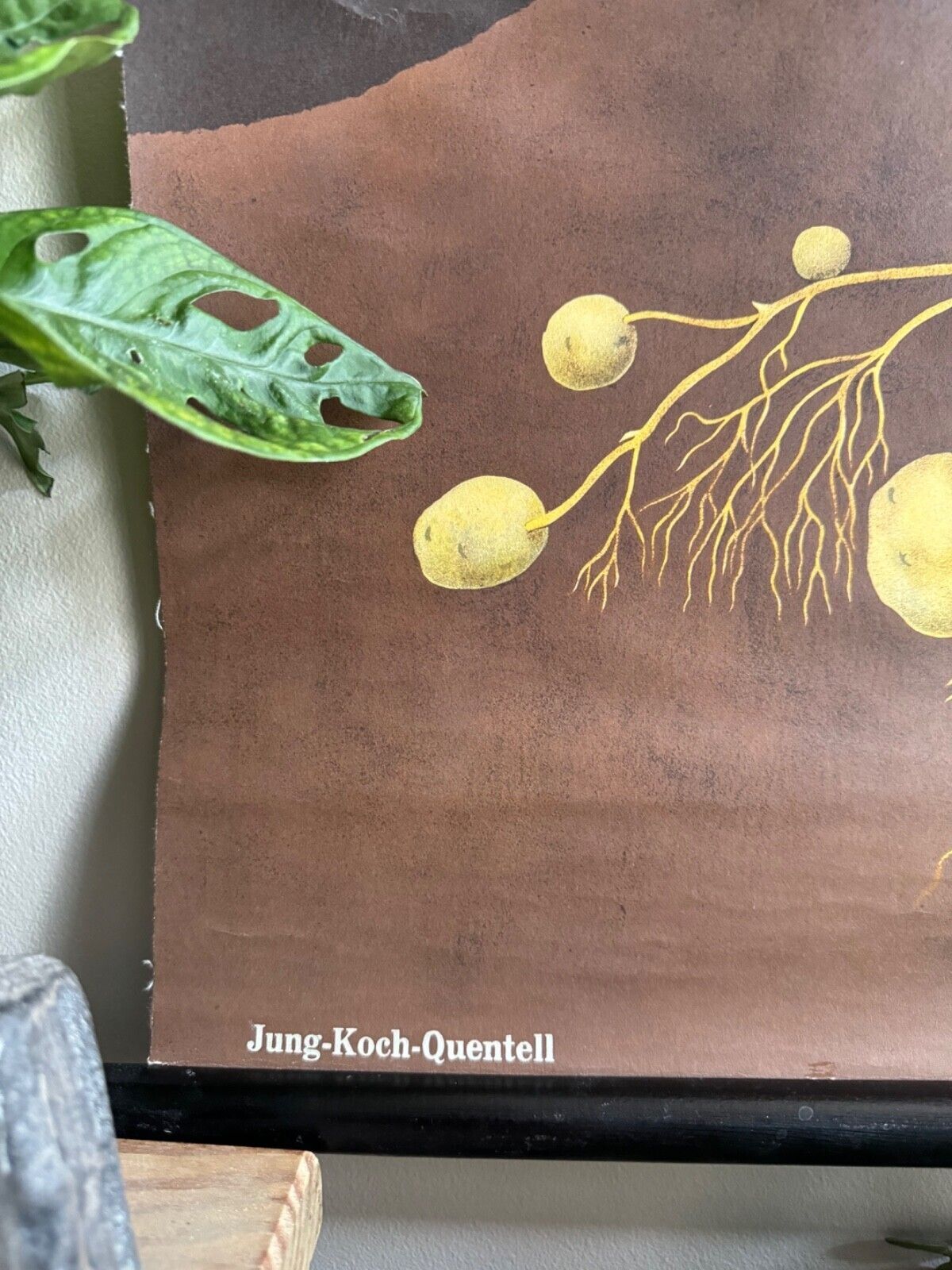 Vintage Potato School Chart Jung Koch Quentell Poster Botanical Educational photo vintage