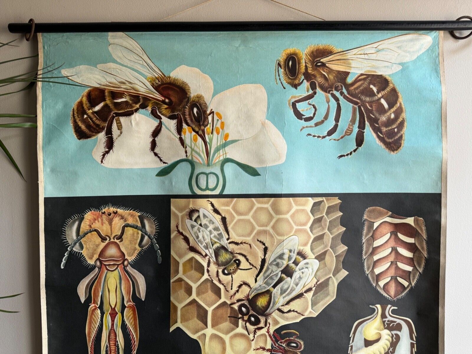 Vintage Honey Bee School Chart Jung Koch Quentell Educational. Anatomy Zoology photo Art