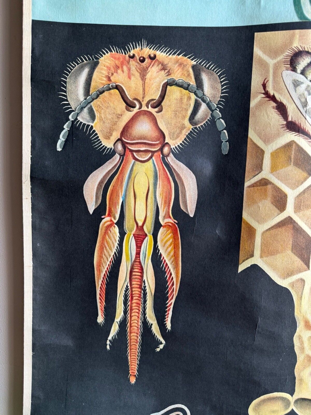 photo for sale Vintage Honey Bee School Chart Jung Koch Quentell Educational. Anatomy Zoology